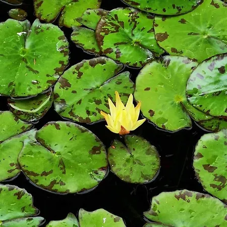 Aguacate Сasa de vacaciones